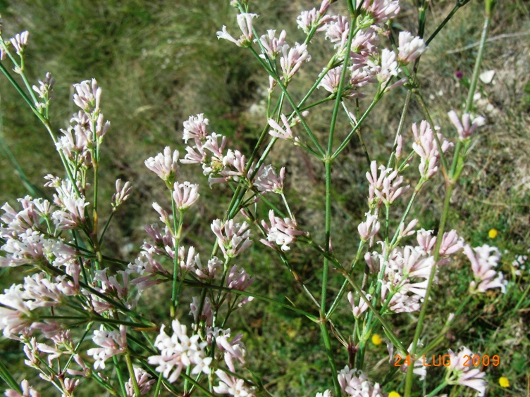 Asperula cynanchica